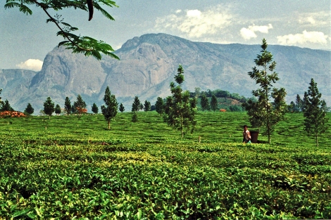 Mulanje Mountain and tea plantations