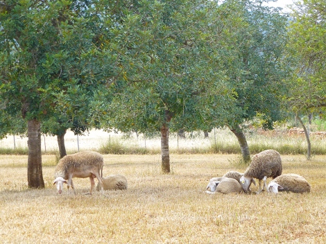 Algarrobo en schapen